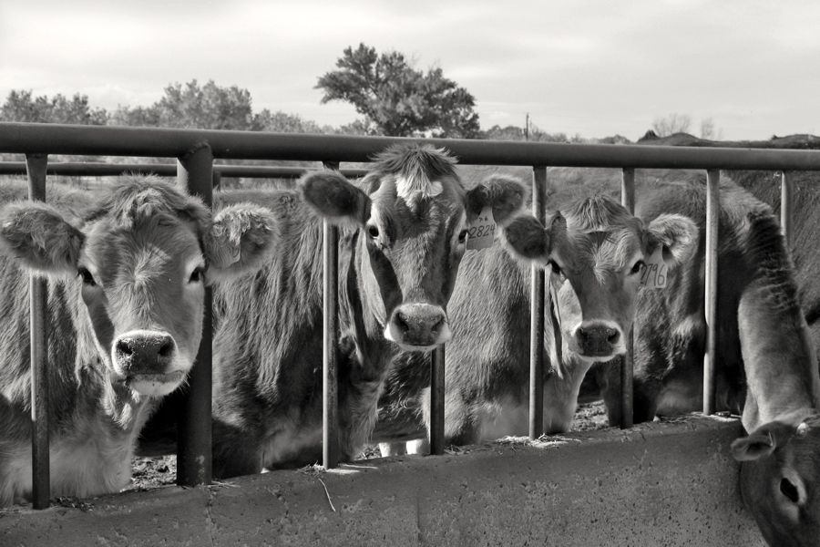 Belarus cancels import ban on live cattle from EU