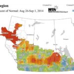 WeatherFarm’s map for percentage of normal rainfall for the period of Aug. 26 to Sept. 1, 2014. For more precipitation, high/low temperature and CHU maps for the Prairies visit WeatherFarm.com.
