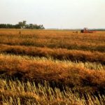 (Photo courtesy Canola Council of Canada)