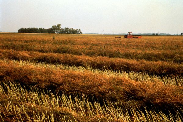 (Photo courtesy Canola Council of Canada)
