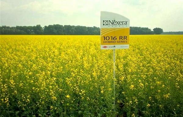 Nexera identity-preserved canola, such as this crop near High Bluff, Man. in 2013, will be available for growers to direct to the regular commodity market in 2015. (HealthierProfits.ca)

