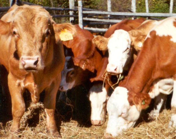 U.S. livestock: CME live cattle finish down, but off session lows