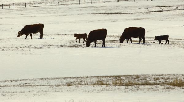 (Photo courtesy Canada Beef Inc.)
