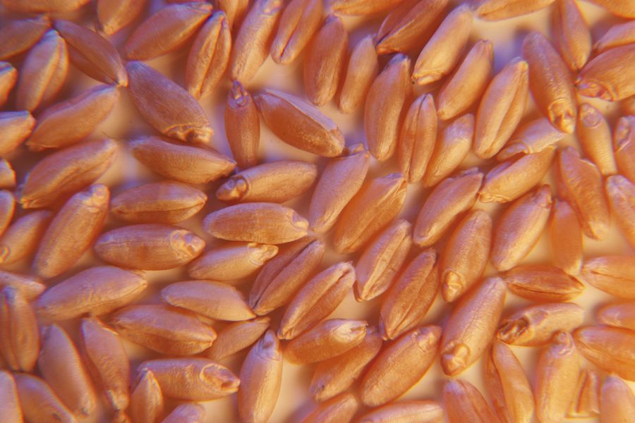 Prairie durum prices rising as farmers aren’t selling