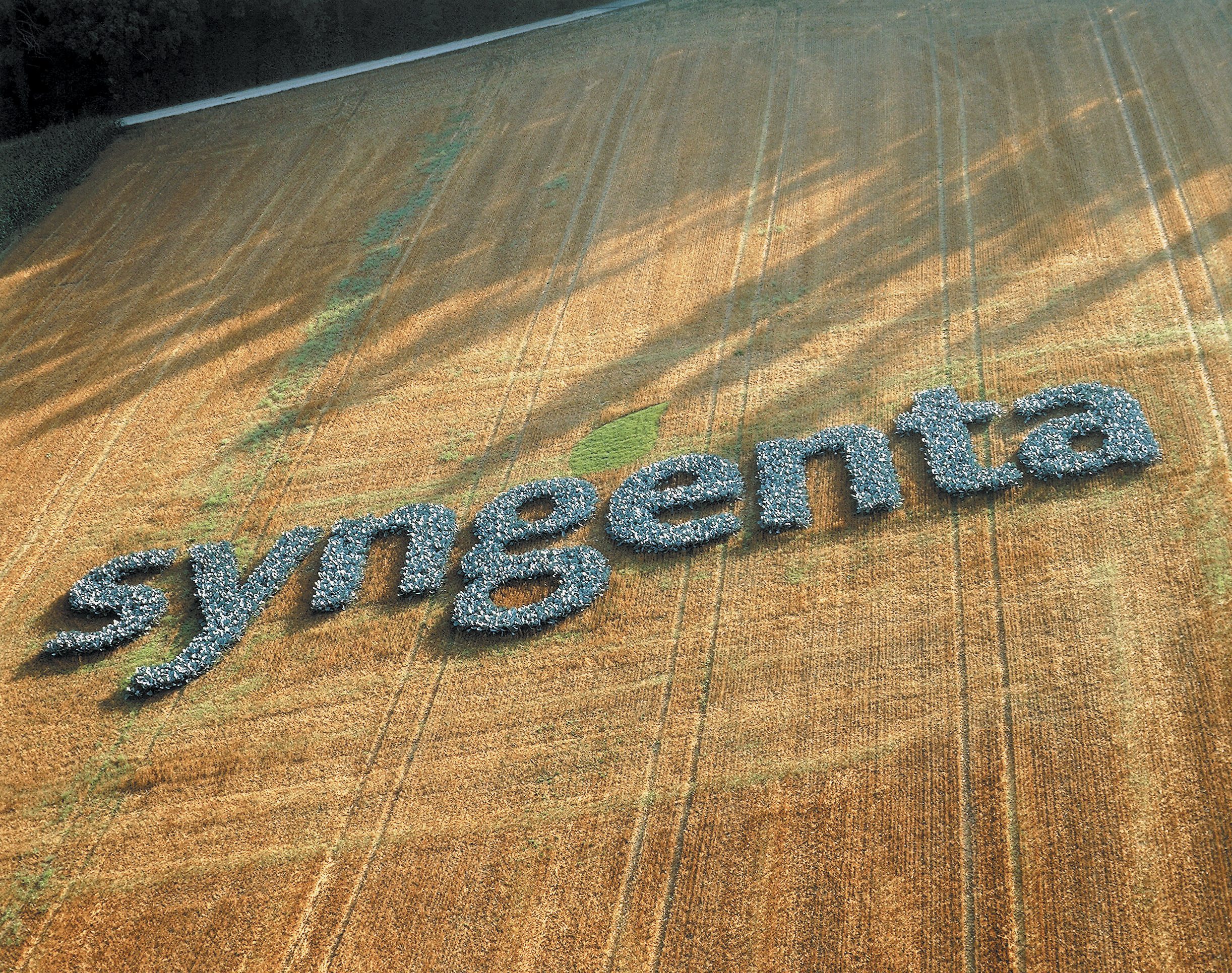 Syngenta to enter Prairie canola seed market