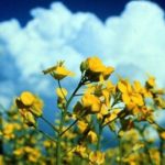 (Canola Council of Canada photo)