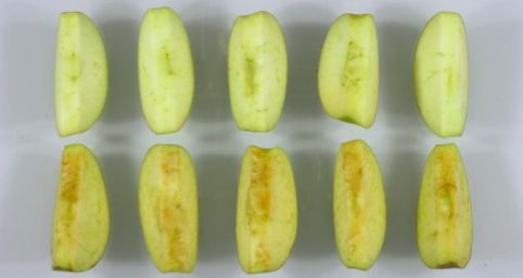 Okanagan Specialty Fruit’s side-by-side comparison of its Arctic Granny apples (top) against regular Granny apples. (ArcticApples.com)

