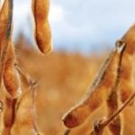 (Monsanto.com)