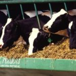 (Photo courtesy ARS/USDA)