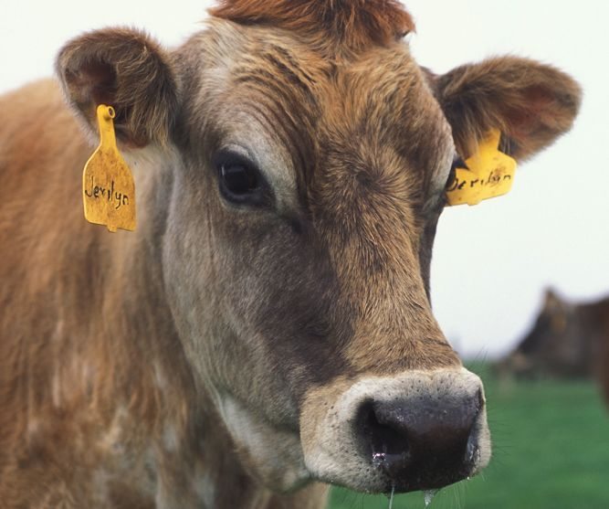 (Peggy Greb photo courtesy ARS/USDA)
