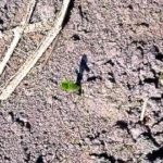 An early-seeded corn plant peeks out of the ground at Morewood, Ont., southeast of Ottawa. (Glenn Smirle photo)
