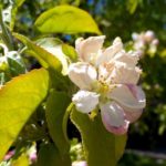 A flowering apple tree Tuesday morning in Winnipeg. (Dave Bedard photo)