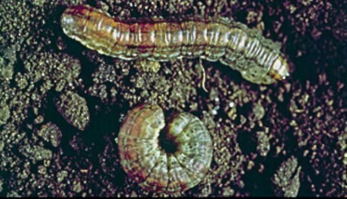 Cutworms. (Photo courtesy Canola Council of Canada)
