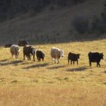 (Photo courtesy Canada Beef Inc.)