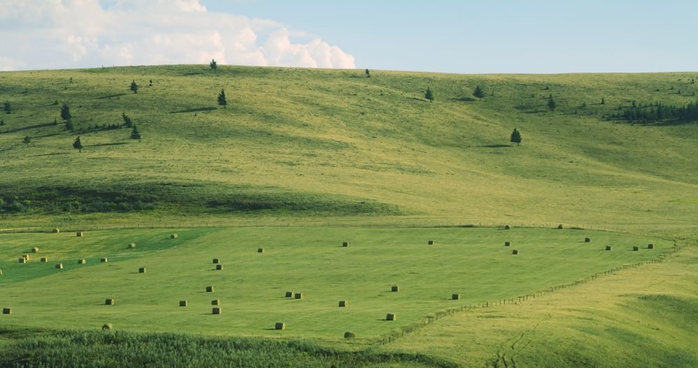 (Photo courtesy Canada Beef Inc.)
