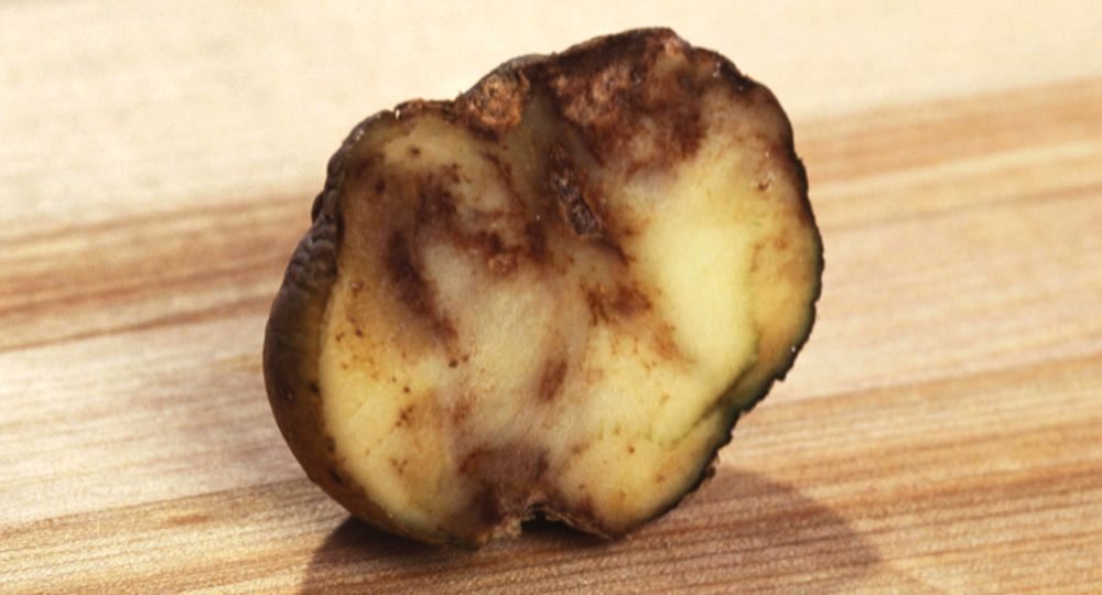 Late blight has cost potato growers worldwide billions in damaged crops. (Scott Bauer photo courtesy ARS/USDA)
