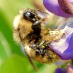 The red-belted bumblebee, shown here visiting a lupine, is among the species shown to be “responding very badly” to climate changes across continents. (Jeremy Kerr photo)