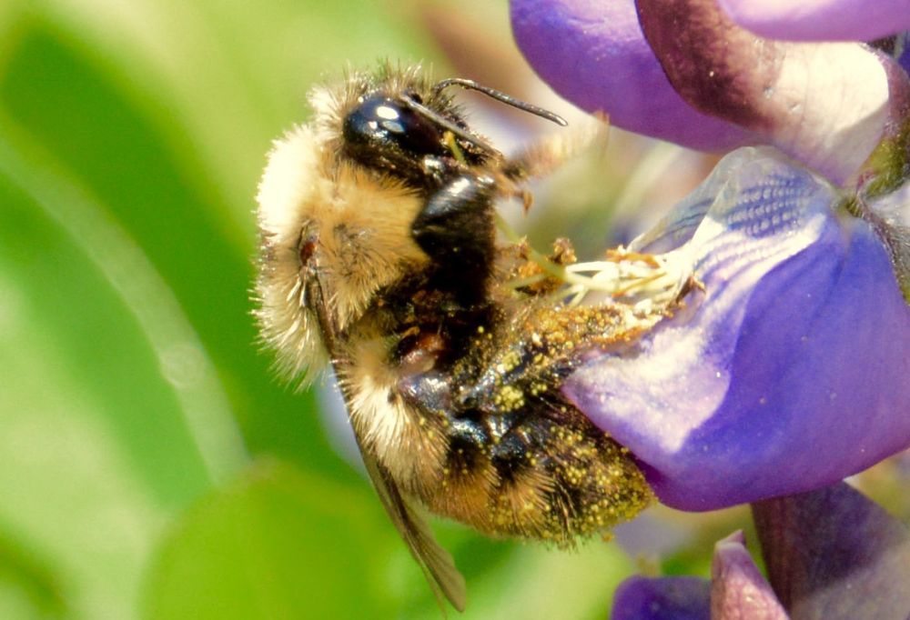 The red-belted bumblebee, shown here visiting a lupine, is among the species shown to be “responding very badly” to climate changes across continents. (Jeremy Kerr photo)
