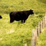 (Photo courtesy Canada Beef Inc.)