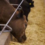Klassen: Feeder cattle prices stabilize