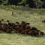 (Photo courtesy Canada Beef Inc.)