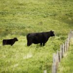 (Photo courtesy Canada Beef Inc.)