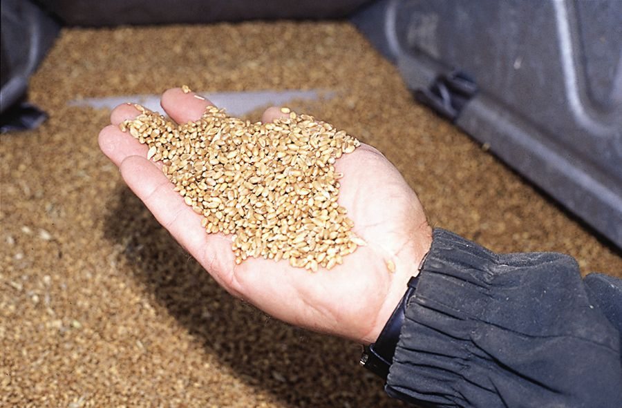 Producers are seeing poor returns when growing cereals, especially spring wheat, when compared with alternative crops.  Photo: File
