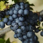 (Vinadeis.com)