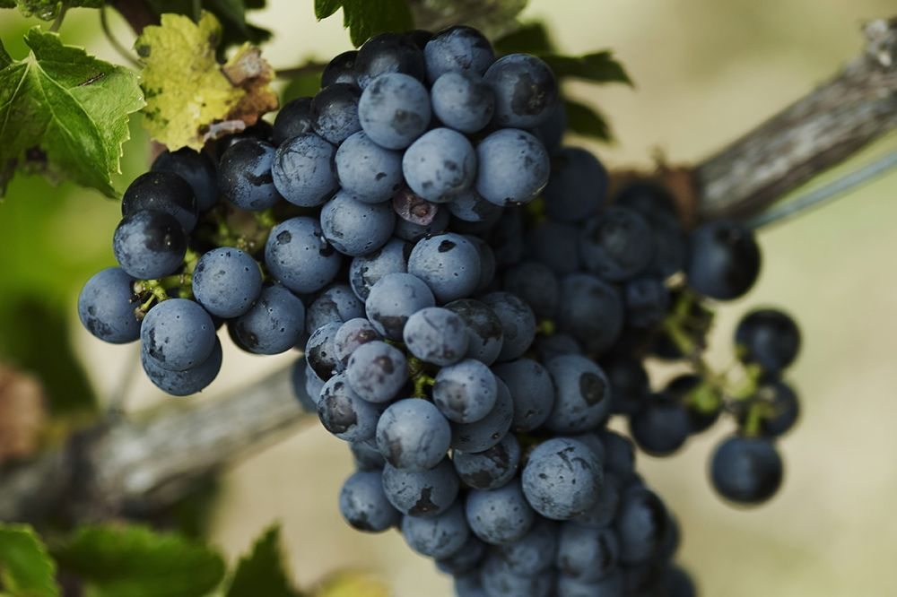 (Vinadeis.com)
