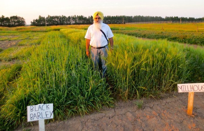 TBARS director Dr. Tarlok Singh Sahota shows off a test plot of black barley in this 2014 file photo.
