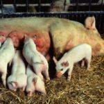 (Photo courtesy ARS/USDA)
