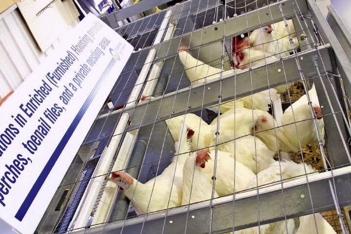 Manitoba Egg Farmers, which in 2013 called a halt to installation of conventional cages, has publicly demonstrated enriched housing systems.  (Manitoba Co-operator photo by Shannon VanRaes)
