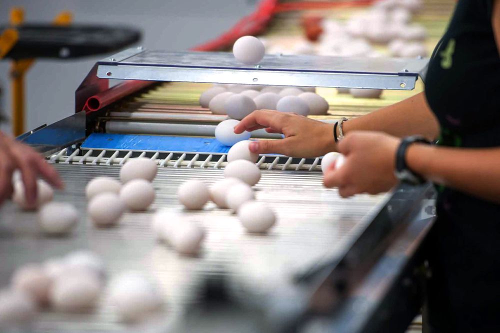 A+W, which sources eggs from this production facility, said it plans to source its eggs from hens in open-barn housing and raised without use of antibiotics. (CNW Group/A+W Restaurants)
