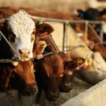 (Photo courtesy Canada Beef Inc.)