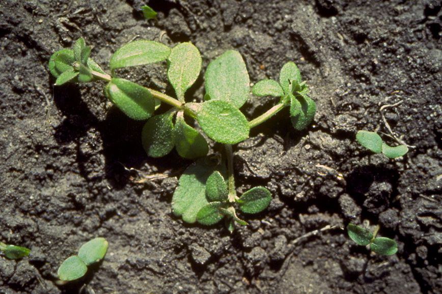 Cleavers, in seedling form. (Photo courtesy Canola Council of Canada)
