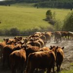 (Photo courtesy Canada Beef Inc.)
