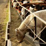 Photo: Canada Beef Inc.