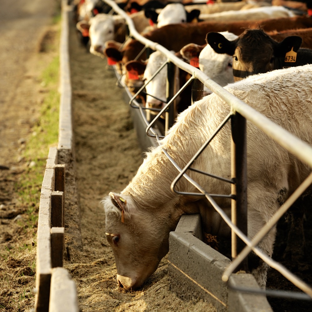 Photo: Canada Beef Inc.
