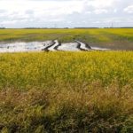 A canola field in St. Andrews, Manitoba on July 5, 2016. Photo: Greg Berg