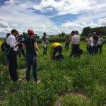 This plot was left unseeded intentionally. A wide variety of weeds took hold and participants were challenged to see how many they could correctly identify. Photo: Leeann Minogue