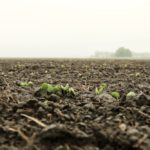 Emergence in an Ontario soybean field. (File photo by John Greig)