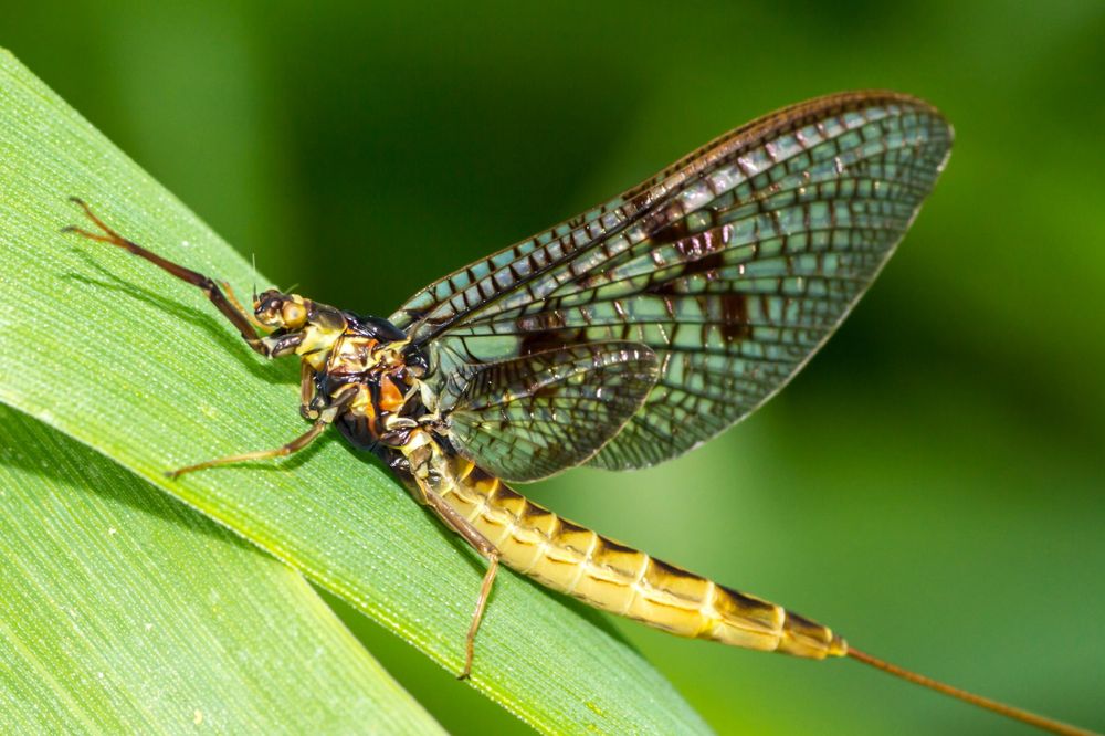 Health Canada is calling for a three- to five-year phase-out of imidacloprid from farm use over potential risks to aquatic insects such as mayflies. (OttawaRiverkeeper.ca)
