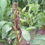 Symptoms of verticillium wilt in an infected potato plant. (OMAFRA.gov.on.ca)