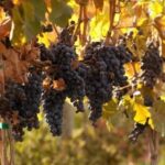 (British Columbia Wine Institute photo)