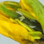 Midge larvae inside a canola floret. Federal researchers have documented a new midge species in Prairie canola that differs significantly from the swede midge it was believed to be. (AAFC photo by Julie Soroka from CanolaWatch.org)