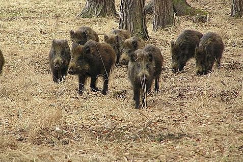 Wild boar in the western Czech Republic’s Lany game park. Wild boar in the country’s Sumava mountain region, further southwest, are turning up radioactive. (Lslany.cz)
