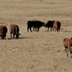 (Photo courtesy Canada Beef Inc.)