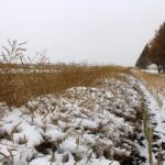 A canola field in northwestern Saskatchewan on Oct. 5, 2016 after the area was blanketed by wet snow. (Lisa Guenther photo)