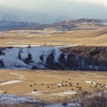 (Photo courtesy Canada Beef Inc.)