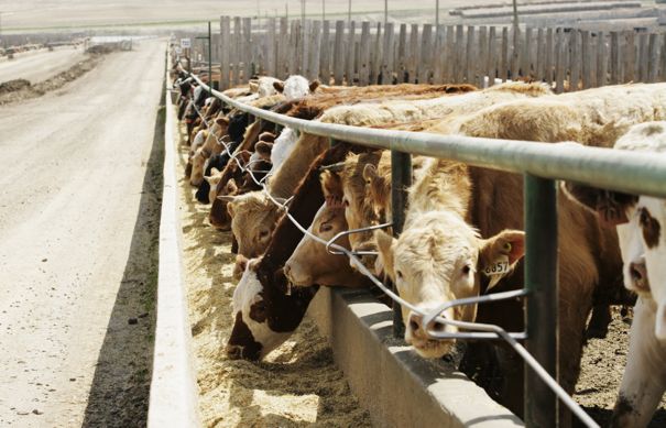 U S Livestock Bearish Usda Report Rattles Cme Live Cattle